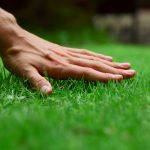 Hand,On,Green,Lush,Grass