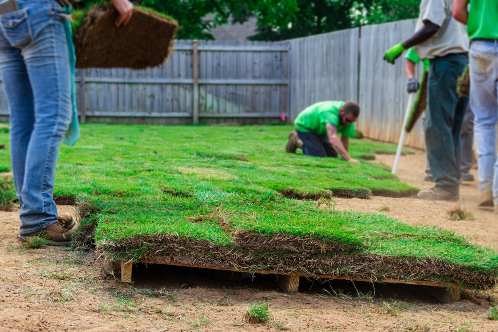 sod installation crew leveling soil and laying turf