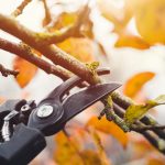 Final,Garden,Work,Of,Autumn.,Farmer,Hand,Prunes,And,Cuts