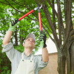 Professional,Gardener,Pruning,A,Tree