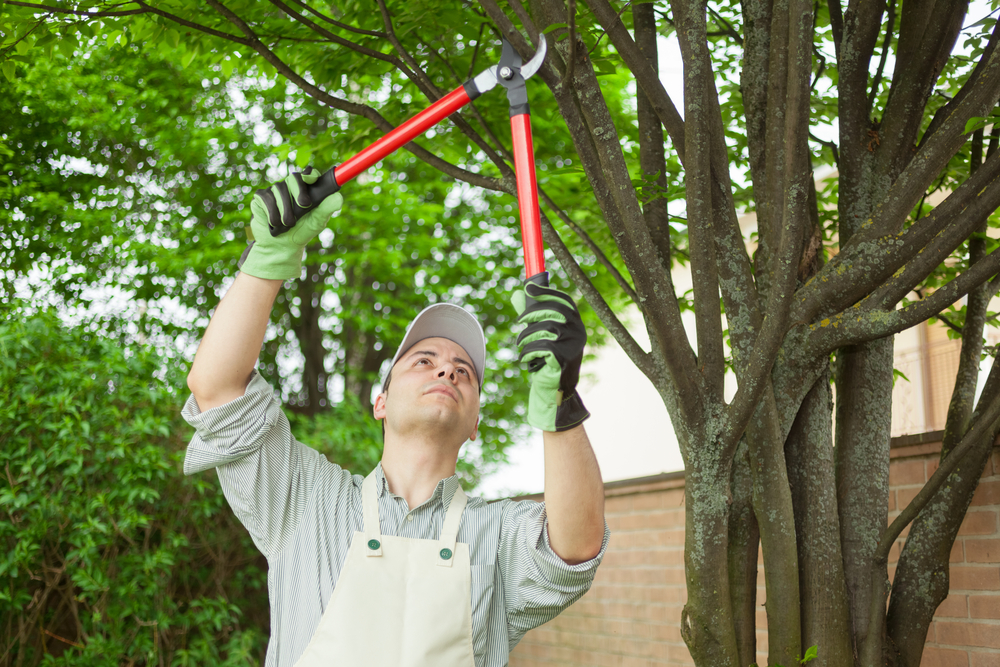 Professional,Gardener,Pruning,A,Tree