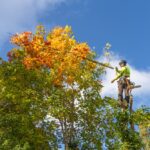 Professional,Arborist,In,Safety,Gear,Climbs,A,Maple,Tree,With