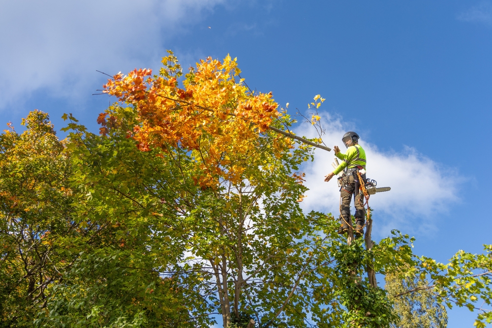 Professional,Arborist,In,Safety,Gear,Climbs,A,Maple,Tree,With