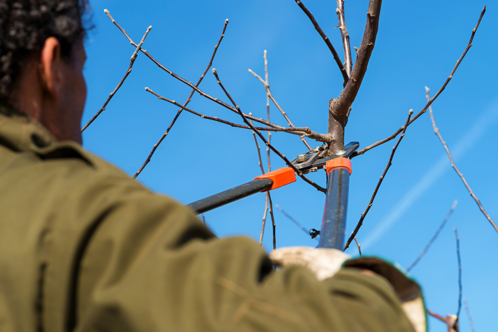 Man,Pruning,Tree,Brunch,With,Pruning,Shears