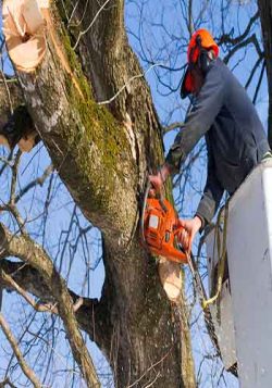 Tree Pruning in Oregon City, OR - North West Landscape Care and Tree ...